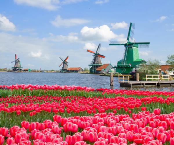 a field of tulips and windmills by water